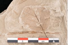 Foto (Detailansicht) von Taxodium distichum miocenicum Heer (NHMW-GEO-2024-0188-6404)